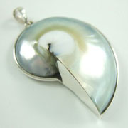 Nautical Shell