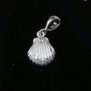 Sea Shell
